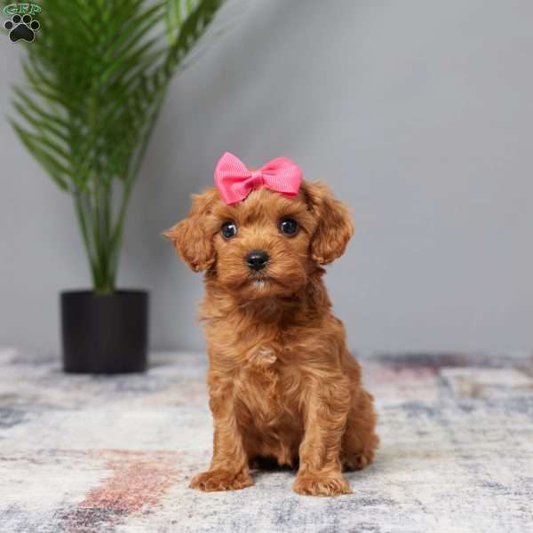 Twinkle, Cavapoo Puppy